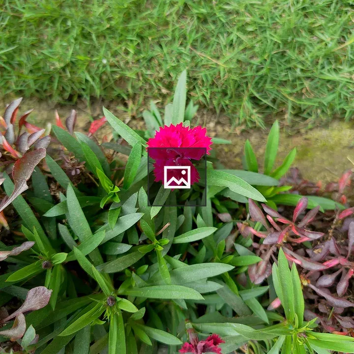 Pink flower among green foliage