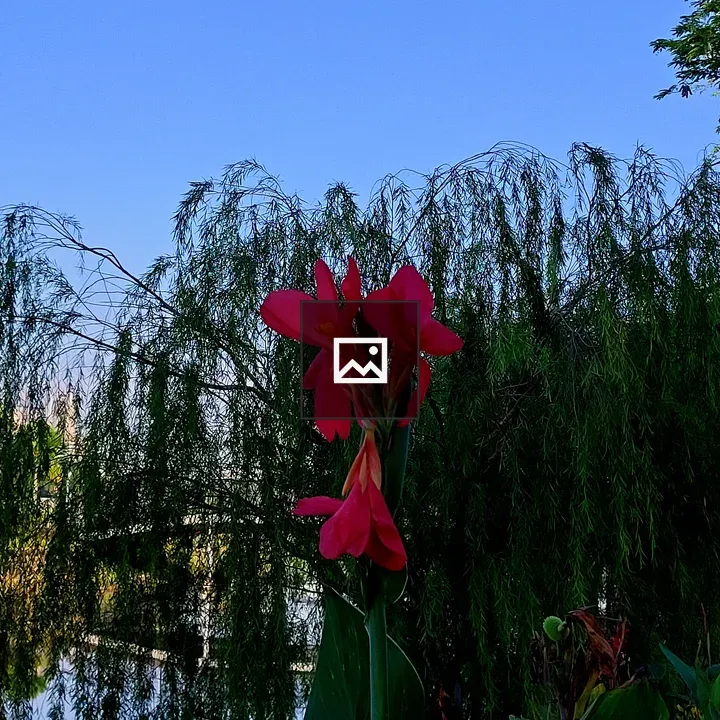 Tall red flower