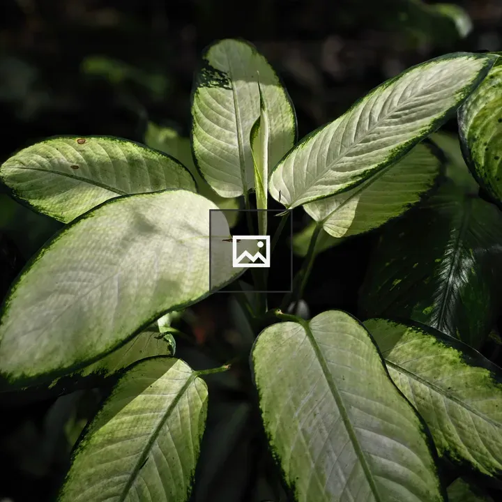 Smooth pale green leaves