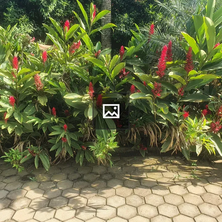 Red Flowers in Green Garden