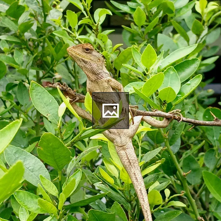 Brown garden lizard on branch