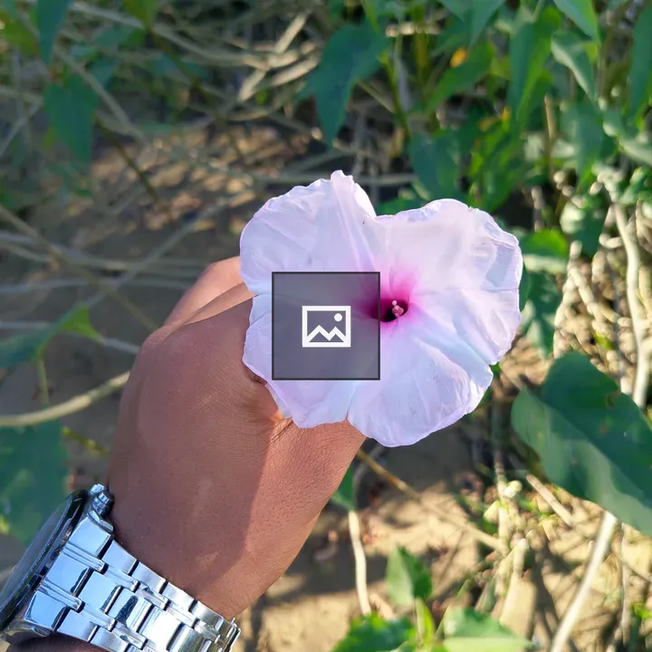 Hand Holding Light-Colored Flower