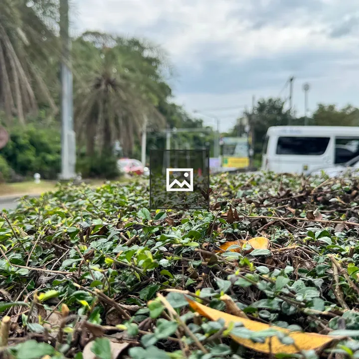 Manicured hedge with roadside palm