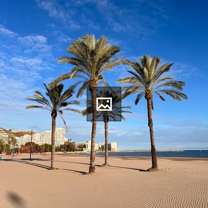 Beach sand and palms