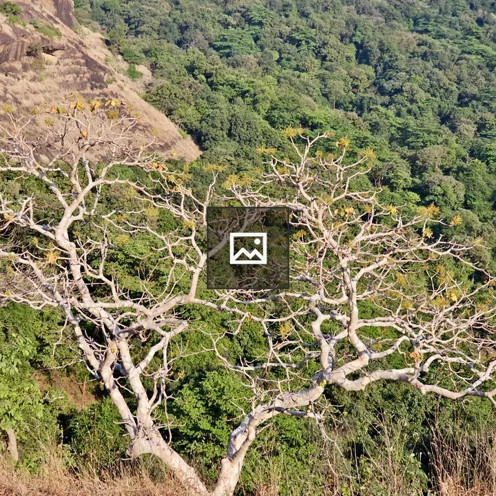 Wide bare tree over forest valley