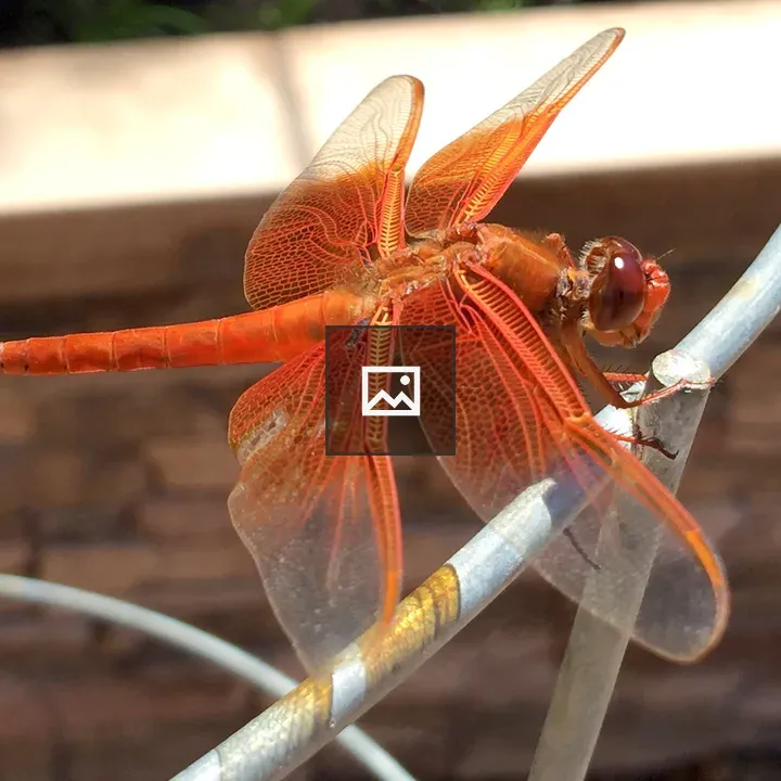 Red Dragonfly