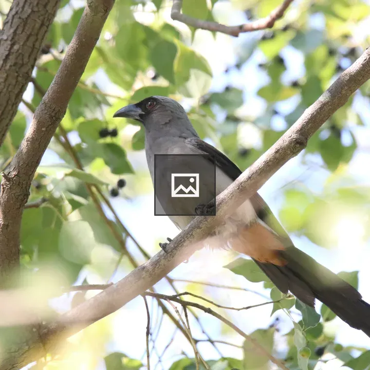 Ashy Drongo on a Branch