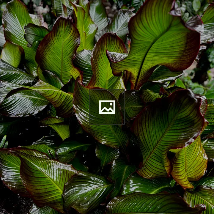 Variegated plant leaves