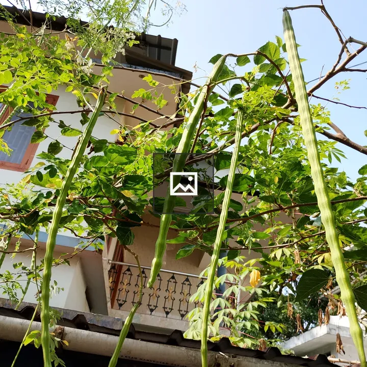 Moringa branches with drumsticks
