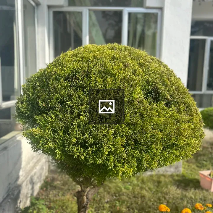 Adorable small green tree and marigolds