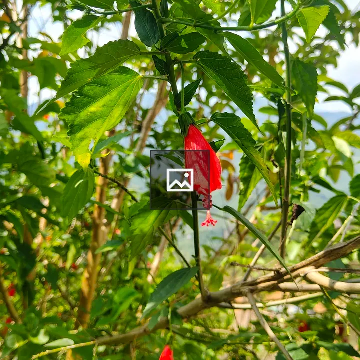 Hibiscus Bud Among Green Leaves