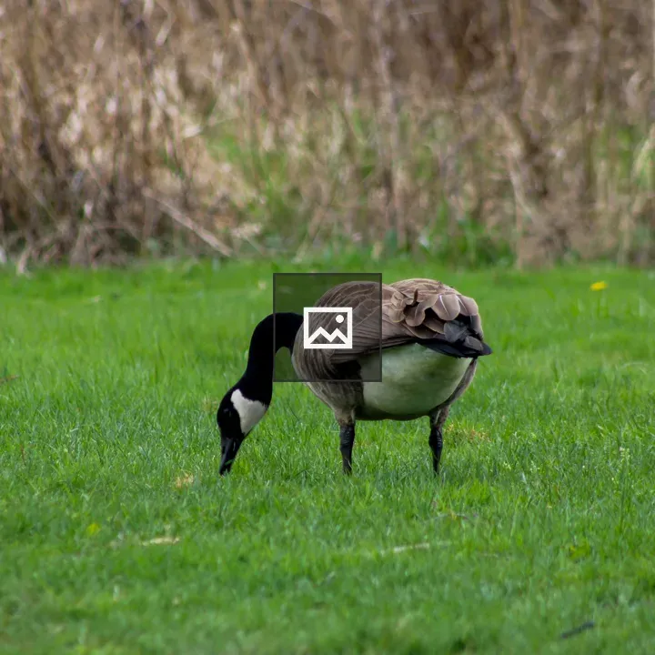 Canada Goose Grazing
