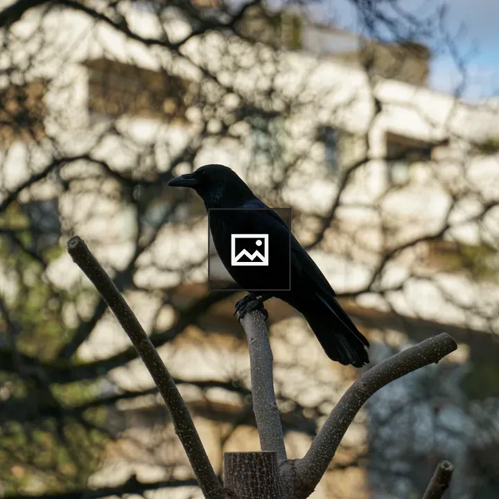 Crow on branch with urban backdrop