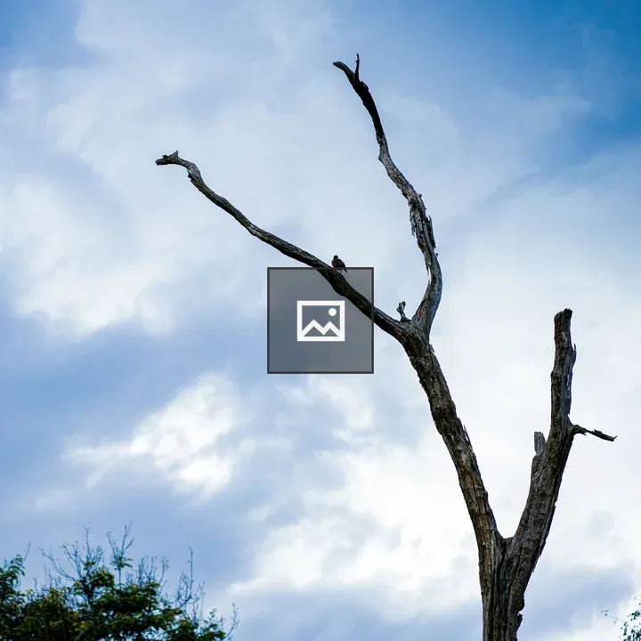 Bare Tree with Bird