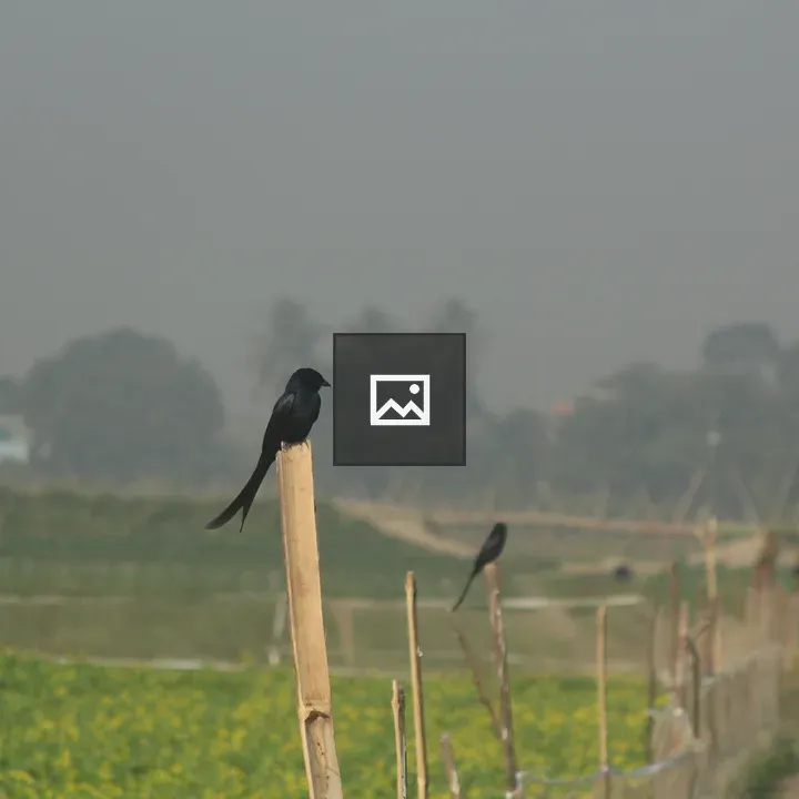 Birds on Fence Posts by Field