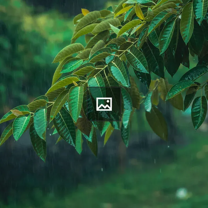 Rainy day in nature