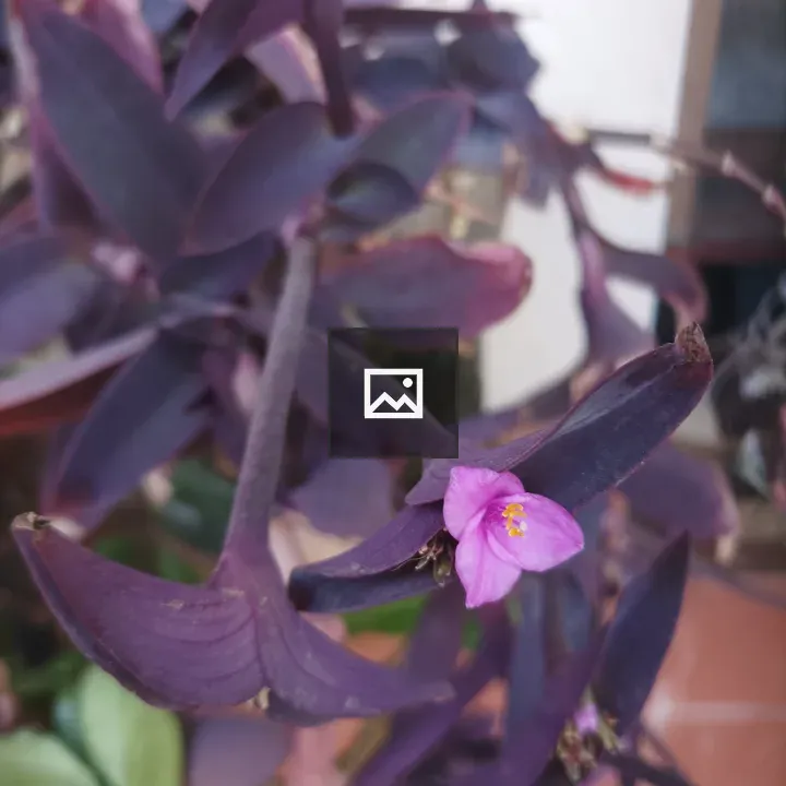 Purple heart plant in focus