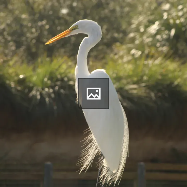 White egret by a pond