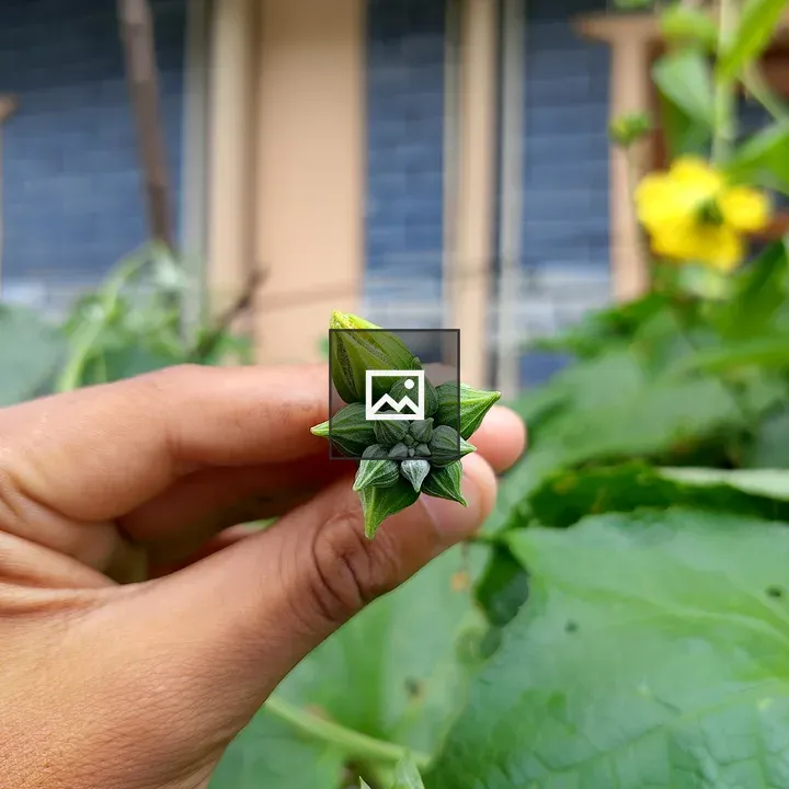 Hand and Green Flower Bud