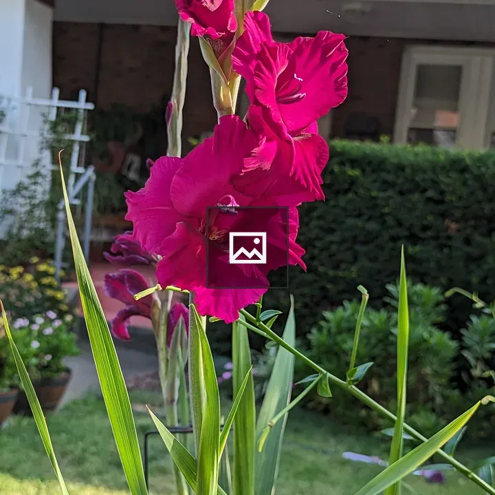 Red gladiolus flowers