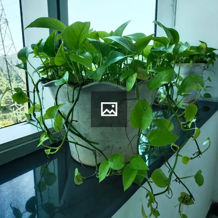 Money plant in pot by window