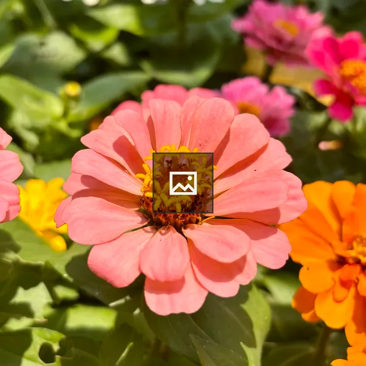 Pink zinnia close-up