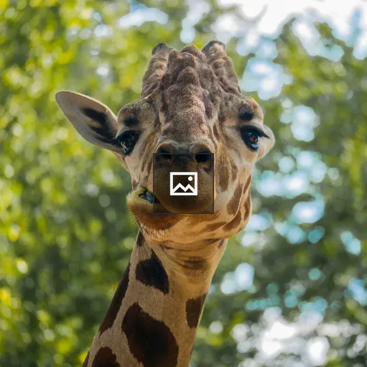 Giraffe Making a Silly Face