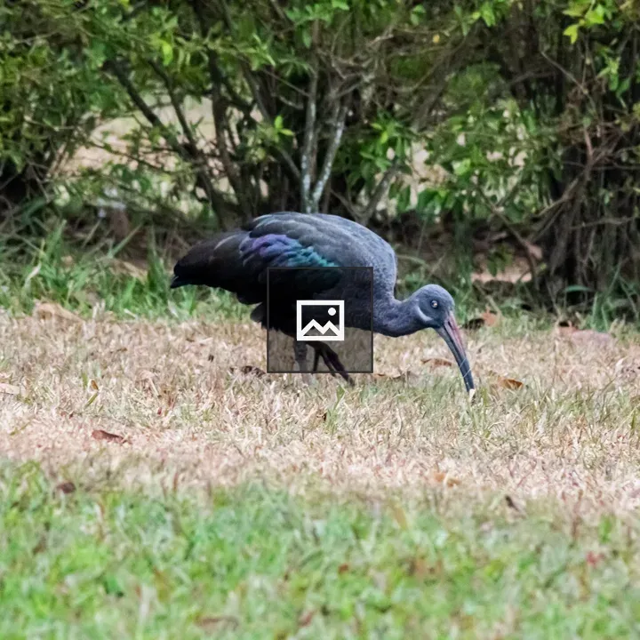 Hadada bird foraging on ground