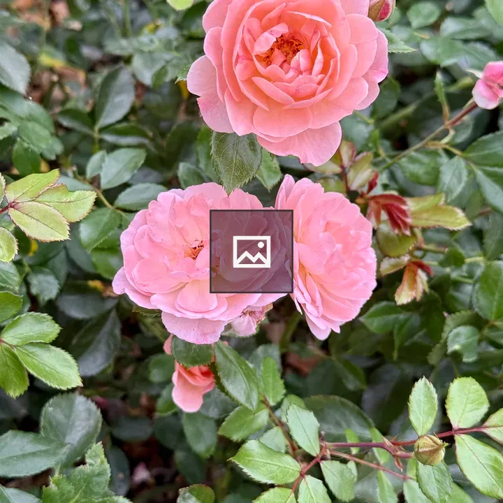 Trio of mini roses coral-pink