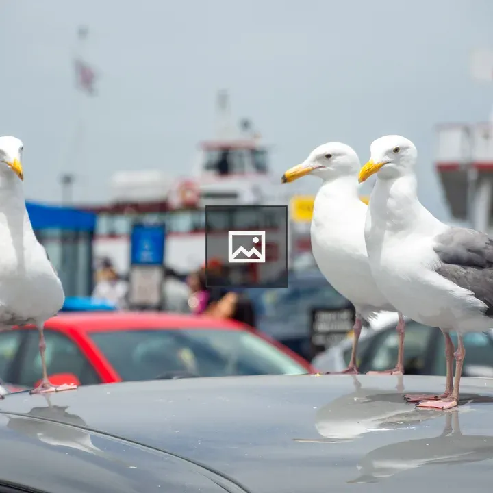 Seagulls on a Car at Fisherman's Wharf