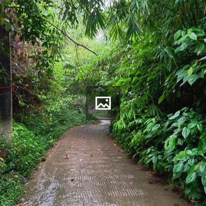 Wet forest pathway with bamboo
