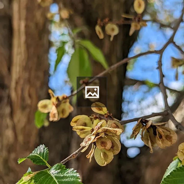 Seed Pods on a Tree