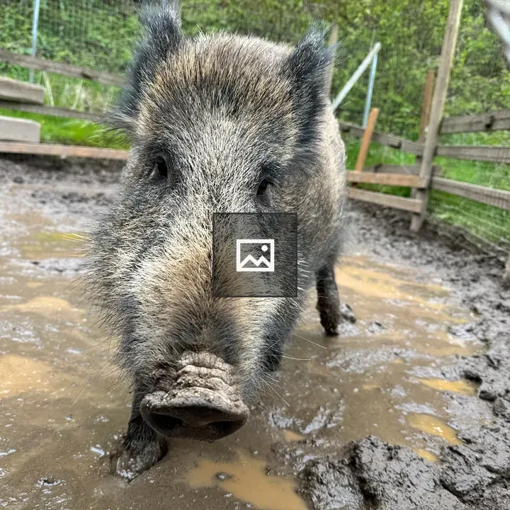 Wild boar in muddy enclosure