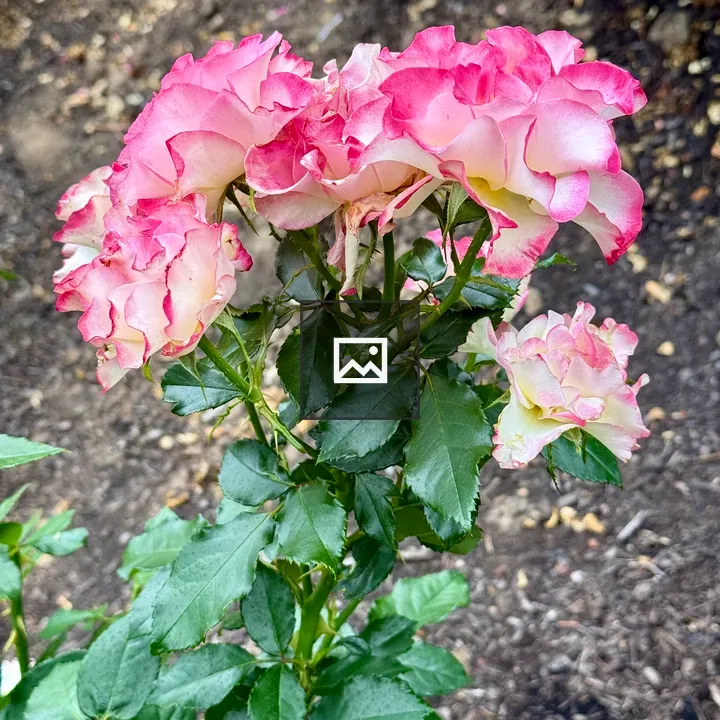 Pink-edged Rose in Garden