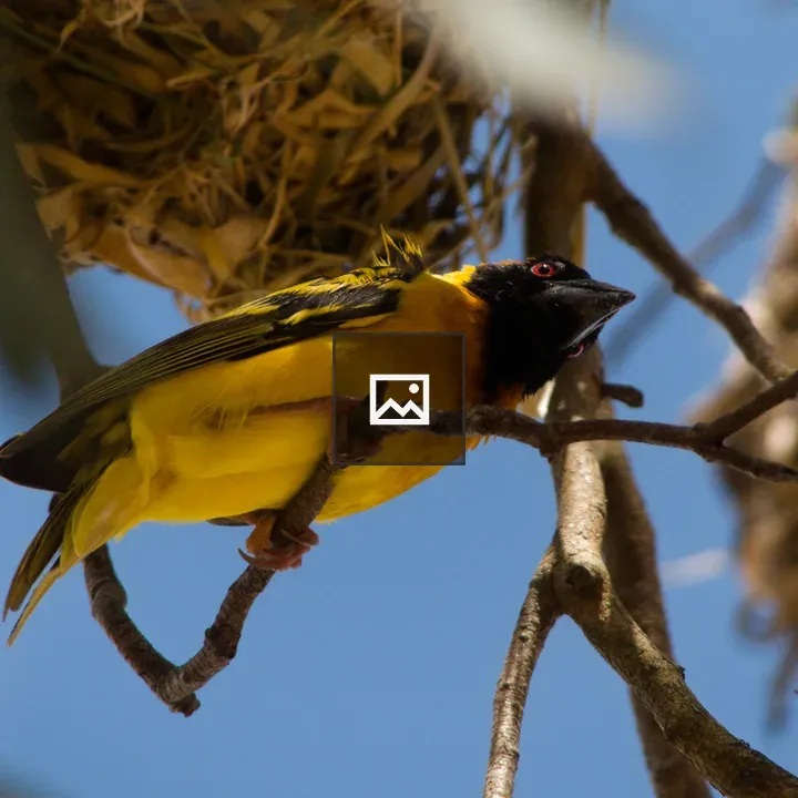 Bird on branch with nest