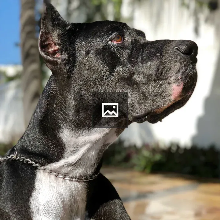 Side profile of black dog