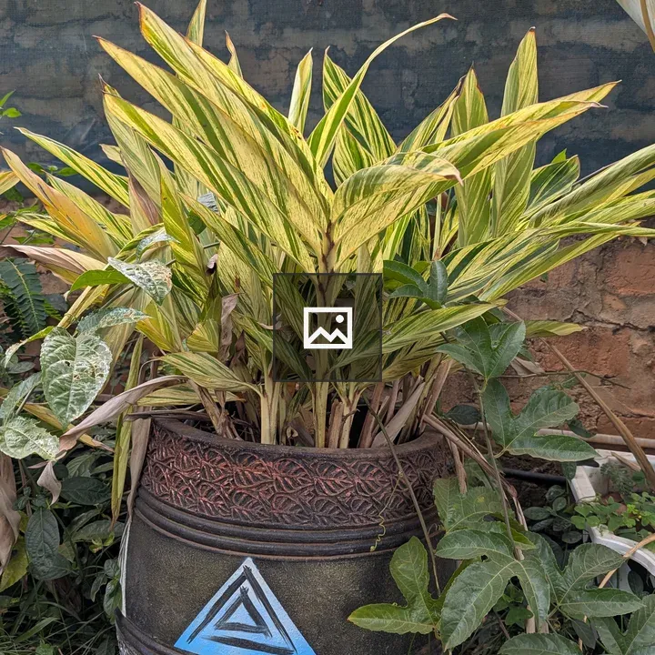 Green and Yellow Leafy Plant