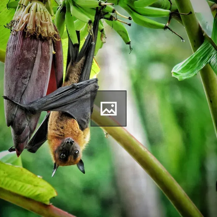 Bat on Banana Branch Sipping Honey