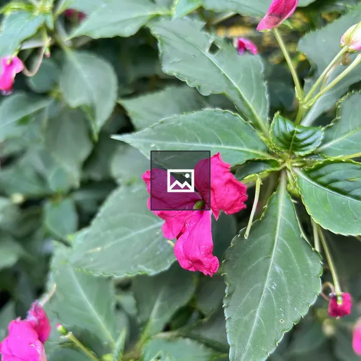 Vibrant pink flowers in green leaves