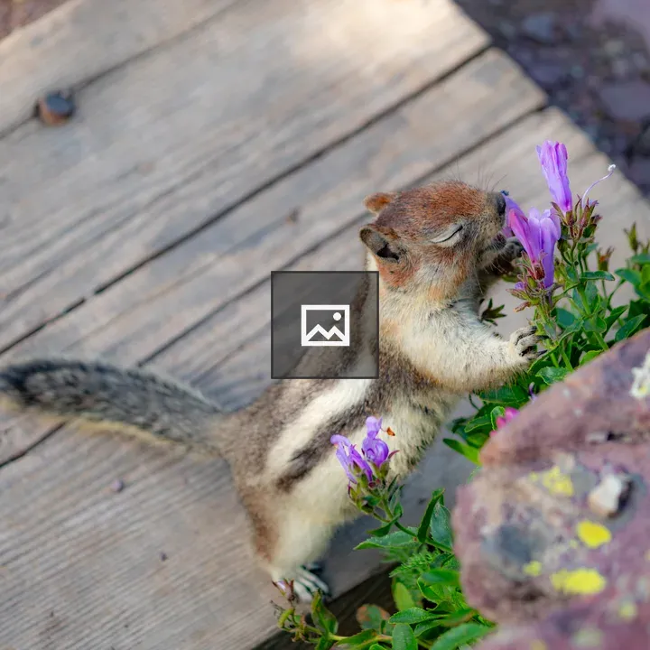 Squirrel sniffing flower