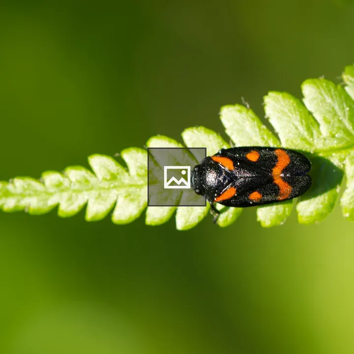 Black-and-Red Froghopper on Fern