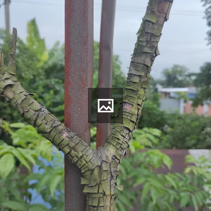 Textured tree branch close-up