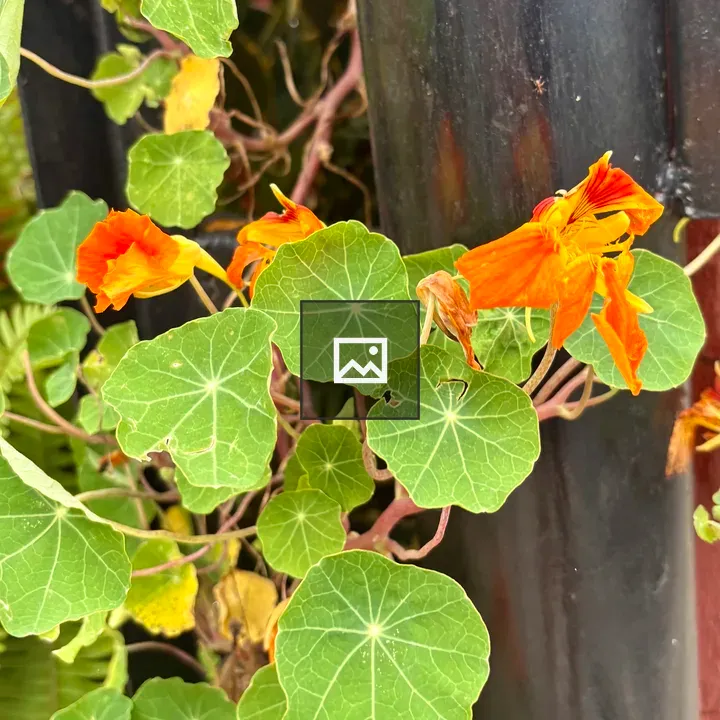 Nasturtium Flowers on Pole