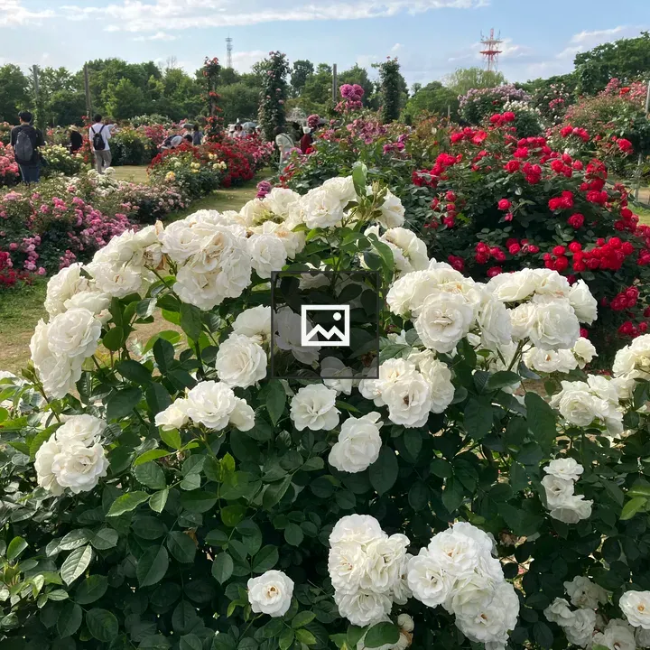 White and Pink Rose Bushes Garden