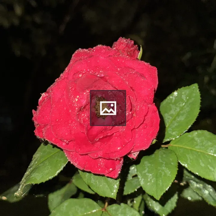 Close-up Red Rose with Droplets