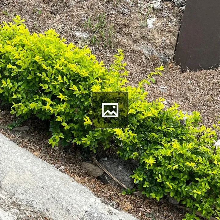 Bright green bushes beside sidewalk
