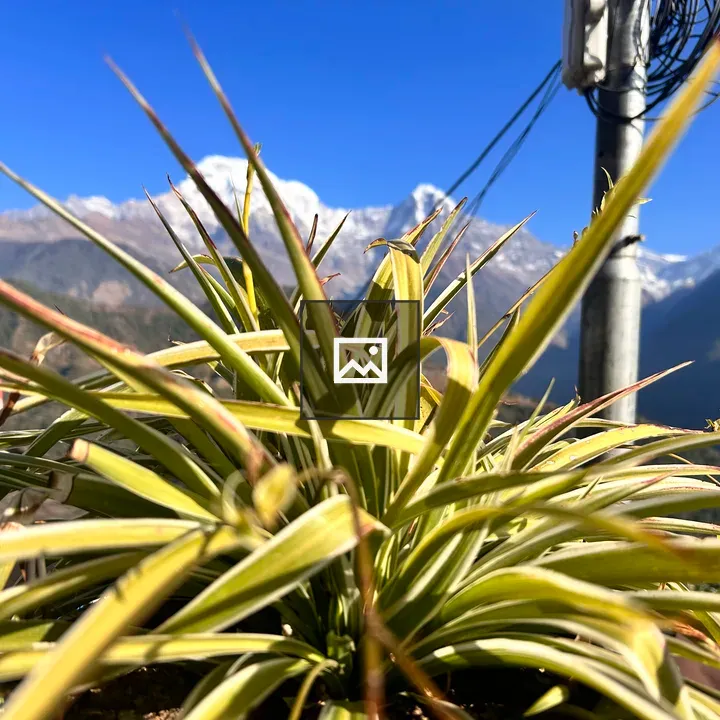 Spider plant close-up against snowy background