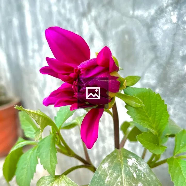 Pink flower bud with leaves
