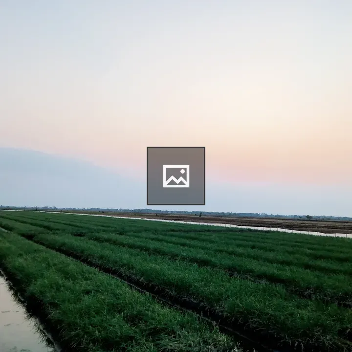 Rice Field Atmosphere in Demak