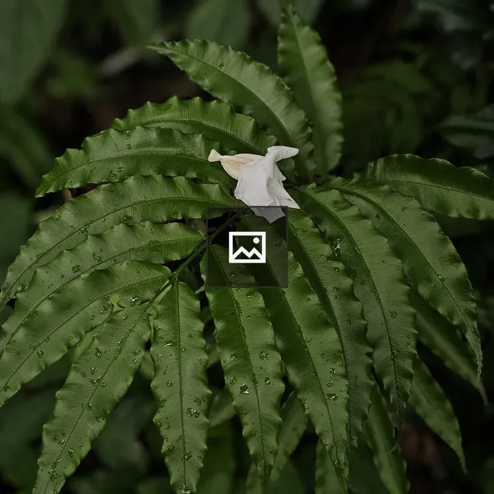 Small White Flower on Fern Leaves